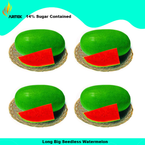 Big Long Red Sweet Seedless Watermelon Organic Heirloom Seeds, Professional Pack, 20 Seeds / Pack, Thin Skin Crispy Melon E3017