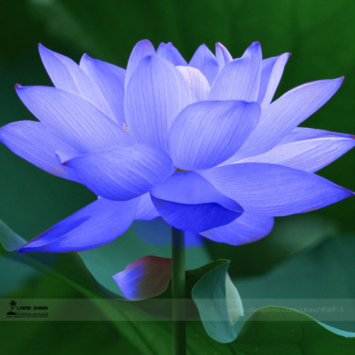 1 Professional Pack, 1 seed / pack, Blue Nelumbo Nucifera China Beautiful Lotus Pad Flower Pond Lotus Seeds #A00180