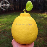 Rare the World Biggest Lemon Fruits, 20 seeds, juicy flesh sweet and delicious green fruits E3680