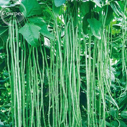 40 inch Super Long Green Cowpea Organic Vegetables, 20 seeds, garden plants  E3792