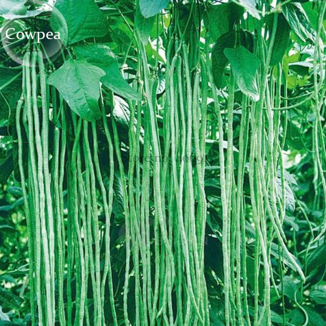 40 inch Super Long Green Cowpea Organic Vegetables, 20 seeds, garden plants  E3792