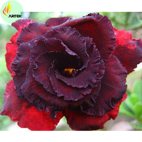 'Immortality' Dark Red Adenium Obesum Desert Rose Seeds, Professional Pack, 2 Seeds, Dark Red Double Big Flowers E3496