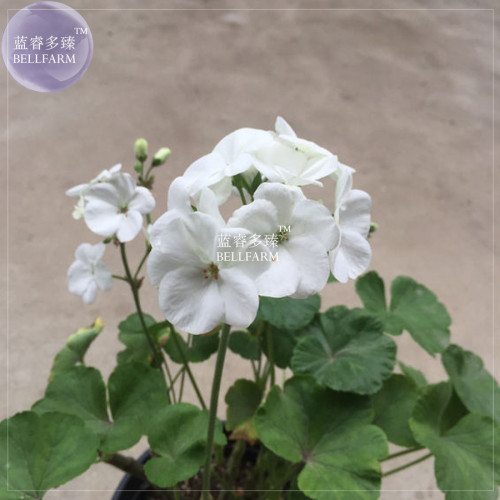 BELLFARM Geranium Bonsai Purely White Single Petals Plant*Seeds(no soil), 10pcs/pack, big blooms home garden