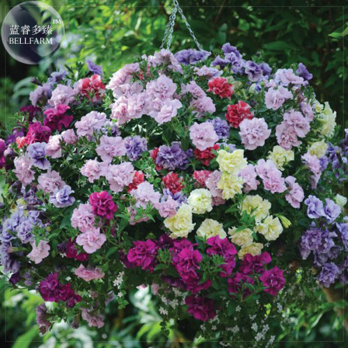'Mudan' Hanging Mixed Double Petunia Hybrid Seeds, 200 seeds, professional pack, a must for hanging baskets E4104