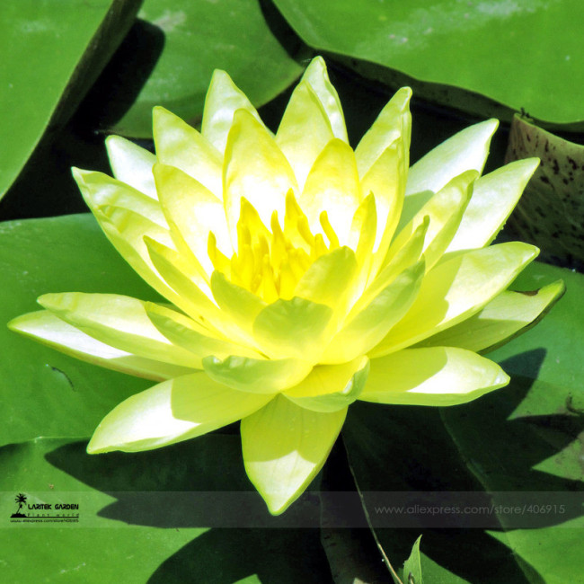 1 Professional Pack, 1 seed / pack, Golden Nelumbo Nucifera Lotus Flowers Pond Plants Bonsai Indoor available #A00186
