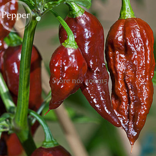 Bhut jolokia Indian Dark Red Naga Jolokia Pepper, 10 seeds, the ghost pepper E3892