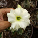 'Golden Satisfaction' Adenium Desert Rose, 2 Seeds, light green double petals E4013