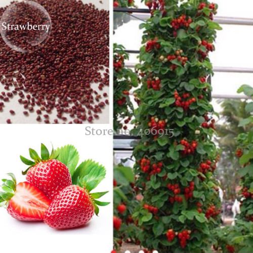 Middle-sized Red Climbing Strawberry Fruits, 100 Seeds, tasty sweet juicy fruits E3563