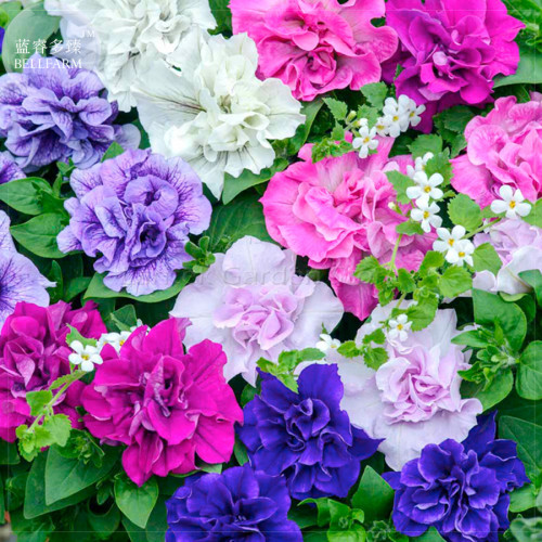 Mixed Double-petalled Hanging Petunia Hybrid Seeds, 200 seeds, professional pack, a must for hanging baskets E4098
