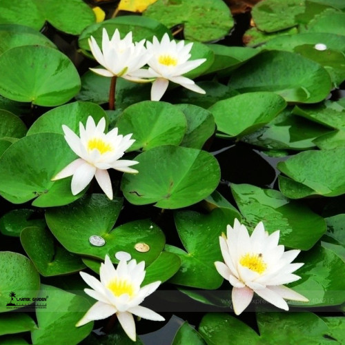 1 Professional Pack, 1 seed / pack, Mini Purely White Bonsai Lotus Flower Seeds #A00189