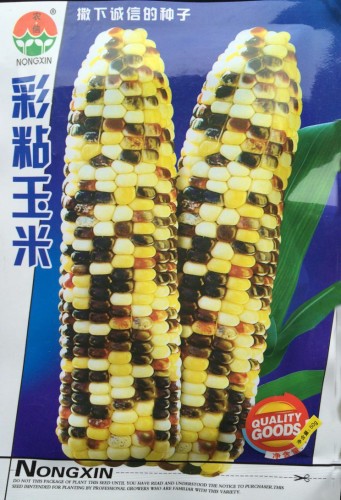 Rare Heirloom Early-Maturing Sticky Colorful Sweet Corn Organic Seeds, Original Pack, 50g Seeds / Pack, Excellent Cereals #NF643