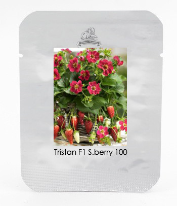 Tristan F1 Strawberry Seeds, 1 Professional Pack, 100 Seeds / Pack, Deep Rose Flowers on Compact Plants #NF549