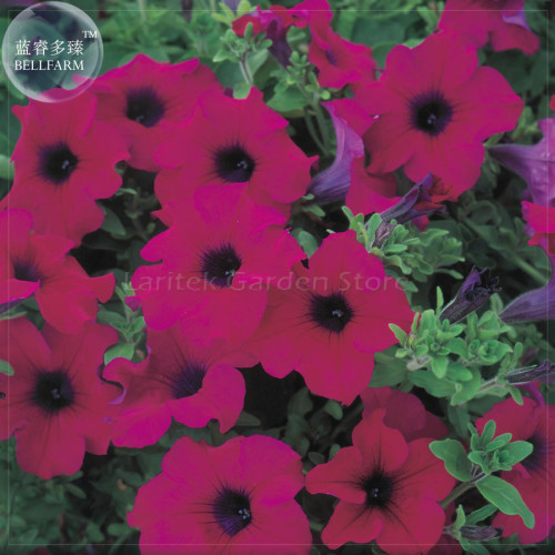 'Zixia' Hanging Purple Petunia Hybrid Seeds, 200 seeds, professional pack, a must for hanging baskets E4102