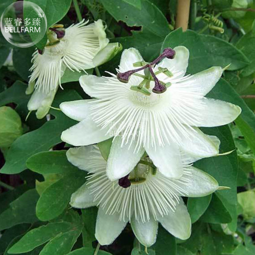 BELLFARM Passiflora Purely White Flower Seeds, 30 seeds, professional pack, hybrid passion fruits flower big blooms home garden