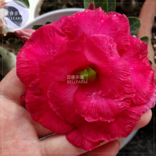 BELLFARM Adenium Vermeil Desert Rose Flower Seeds, 2 seeds, 4-layer big blooms home garden bonsai