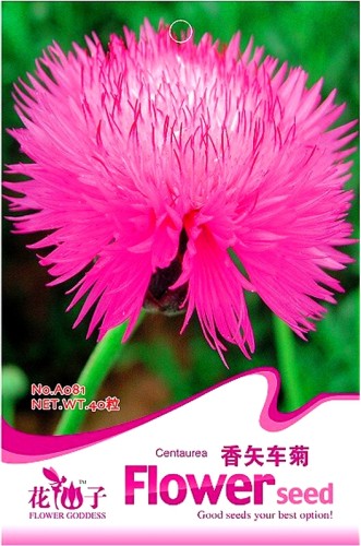 Heirloom Pink Sweet Sultan Cornflower Seeds, Original Pack, 40 Seeds / Pack, Centaurea Imperialis Flowers A081