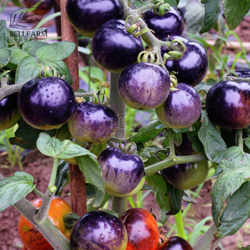BELLFARM Bright Purple Bonsai Cherry Tomato Organic 'Seeds' 100pcs Heirloom High Yield Dense Tasty Rare Tomato for Home Garden