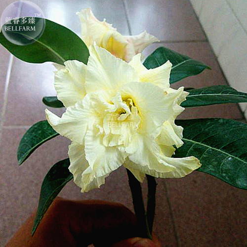 BELLFARM Adenium Whitish Light Yellow Flower Seeds, 2 seeds, 6-layer big blooms bonsai garden desert rose plant E4289