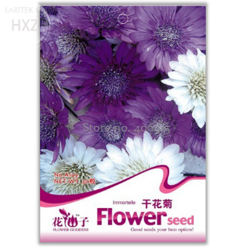 Xeranthemum Annuum Flower Seeds, 30 seeds, suitable for dried flowers is not bad easy to grow potted garden A129