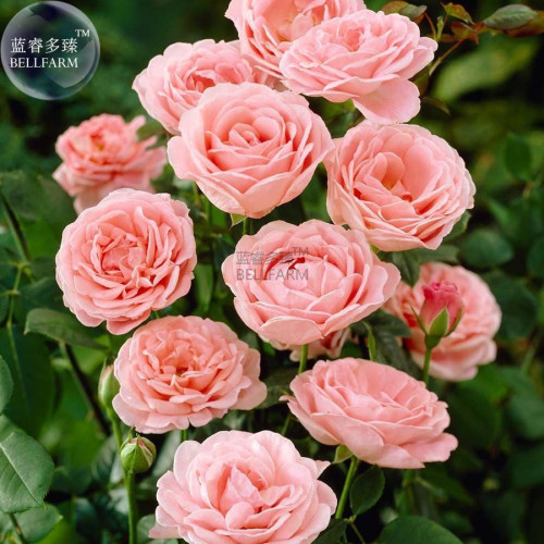 BELLFARM Rose Lovely Pale Pink Rose Flower Seeds, 50 Seeds, cut flowers diameter 8cm light fragrant E4265