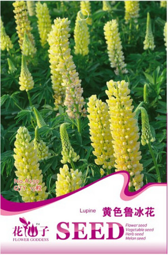 Rare Perennial Yellow Lupine Flower Seeds, Original Pack, 15 Seeds / Pack, Easy to Grow A239