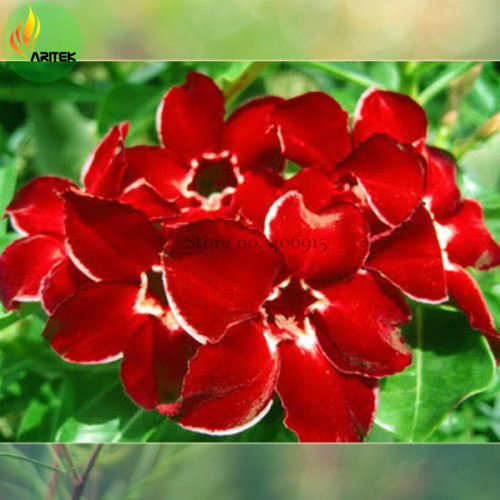 'Dragon Siam' Dark Red Desert Rose Adenium Obesum Seeds, Professional Pack, 2 Seeds / Pack, middle single flowers w/ white edge