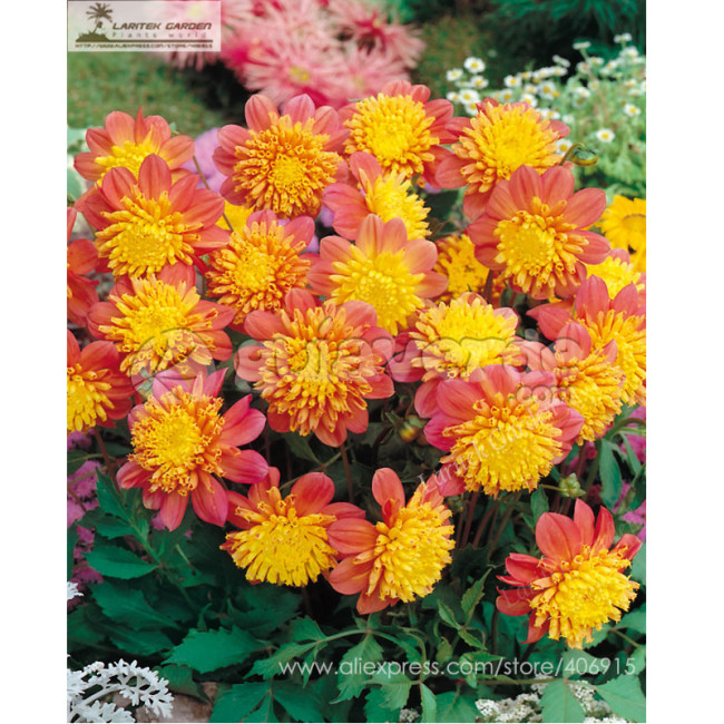 'Honey' Dahlia Pinnata Flower Seeds 20+ Garden Bonsai Compact Orange Flowers