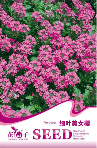 Pink Garden Verbena Perennial Herb Flower Seeds, Original Pack, 50 Seeds / Pack, Verbena Hybrida A242