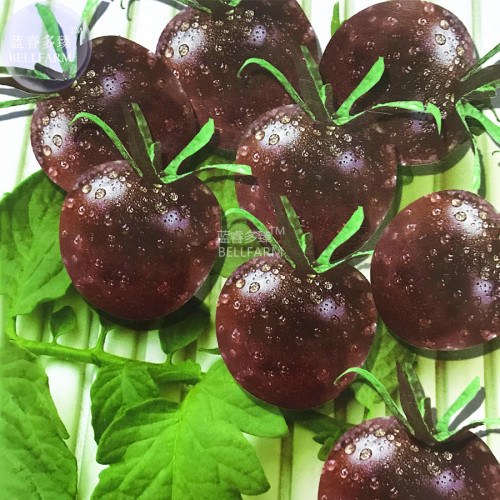 BELLFARM 'Black Pearl' Bright Black Round Cherry Tomato Seeds, 20 seeds, original pack, 100% right variety organic tasty sweet