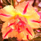 BELLFARM Adenium Light Orange Double Petals Dark Red Stripes Desert Rose Bonsai 'Seeds' 2pcs Heirloom 'Sweet Perfume' Big Blooms