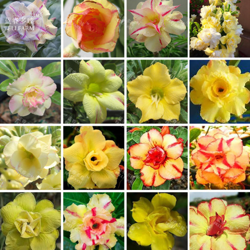 BELLFARM Mixed 16 Types Bonsai Yellow Adenium *Seeds (no soil), 30pcs, yellow double petals bi-color desert rose