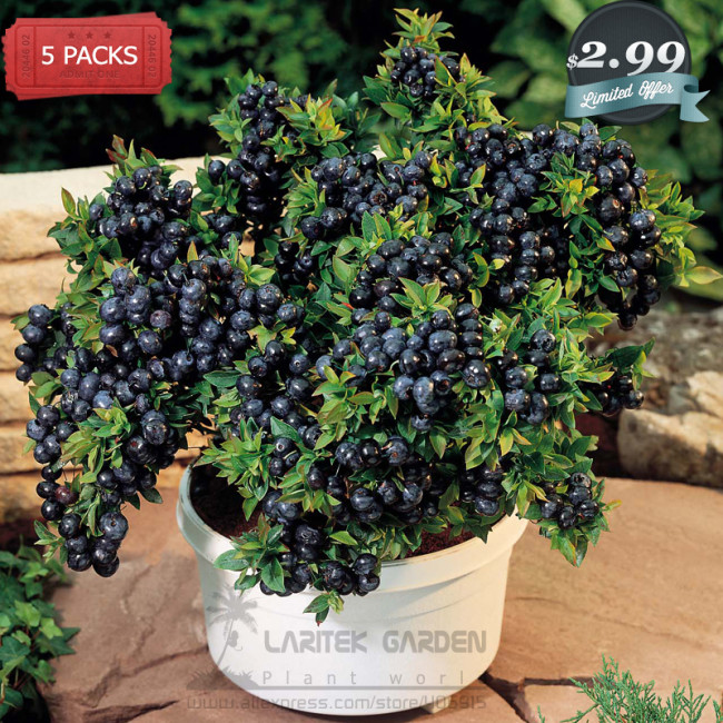 5 packs, 15 seeds / pack, only US$2.99, Feral Blueberry W/ High Nutritional Value, Heirloom Seeds