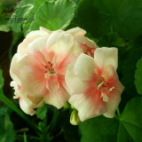 BELLFARM Geranium White to Pink Single Dense Petals Big Blooms Bonsai Flowers 'Seeds' 10pcs Fragrant Pelargonium hortorum