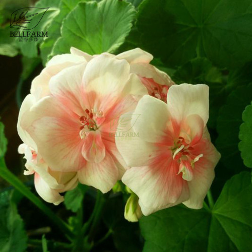 BELLFARM Geranium White to Pink Single Dense Petals Big Blooms Bonsai Flowers 'Seeds' 10pcs Fragrant Pelargonium hortorum