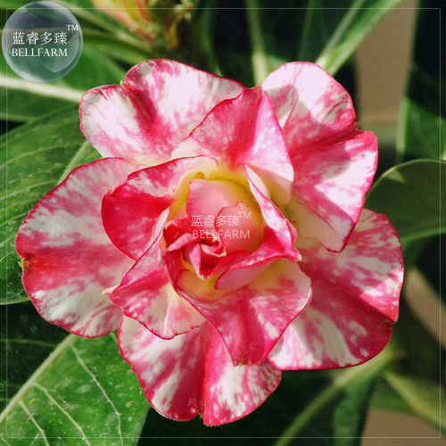 BELLFARM Adenium 'Tearose' Pink White Spot Stripe Bonsai Flowers, 2pcs/package professional pack, 5-layer big blooms home garden