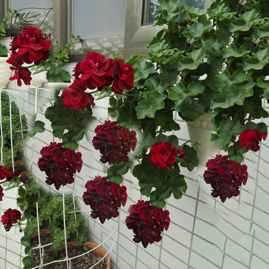 US 1.45 BELLFARM Hanging Geranium Purely Deep Red Perennial Bonsai