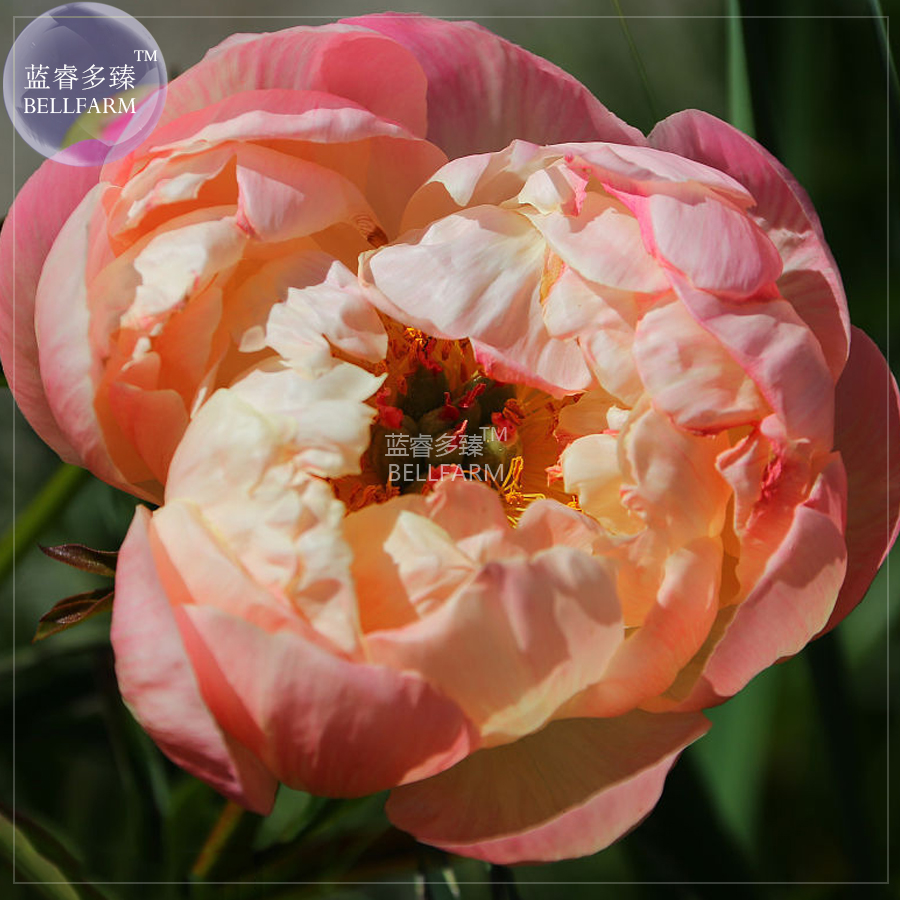 BELLFARMPeonyPeach-redGoldenPerennialTreeFlowerSeeds,5seeds,professionalpack,doublepetalsbigbloomshomegarden