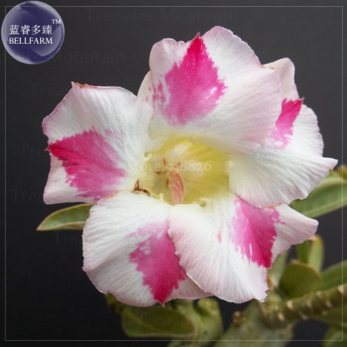 'Budgerigar' White Rose Red Adenium Desert Rose, 2 Seeds, Professional Pack, big-headed single petals TS351T
