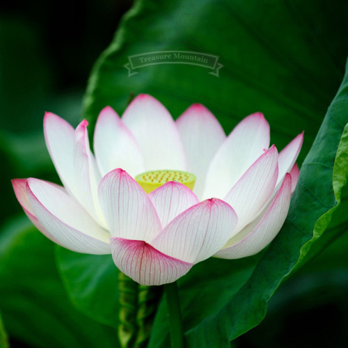 1 Professional Pack, 40 Seeds / Pack, New Fresh Nelumbo Nucifera Little Red Lotus Seeds #NF146