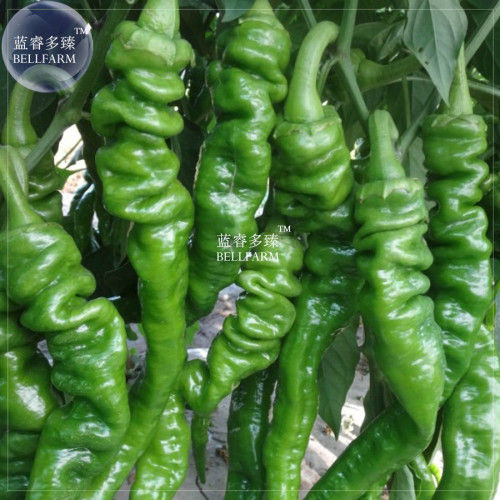 BELLFARM 'Chitterlings' Green Red Hot Pepper Vegetable Seeds, 30 seeds, professional pack, Chinese super pepper home garden DIY