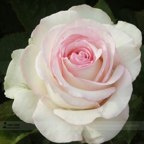 BELLFARM New 'Moonstone' Hydrid White Pink Rose Bonsai Flowers, 50pcs/package #A00212