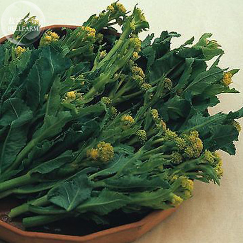 Broccoli - Early White Sprouting Green Vegetable Seeds, professional pack, 120 Seeds TS298T