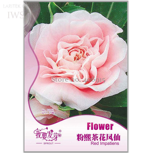 Pink Camellia Impatiens Seeds, Original Pack, 25 seeds, high ornamental value flower seeds IWSD204