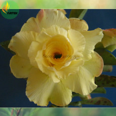 'Huangmao' Yellow Desert Rose Seeds, Professional Pack, 2 Seeds, big double flowers adenium obesum E3505