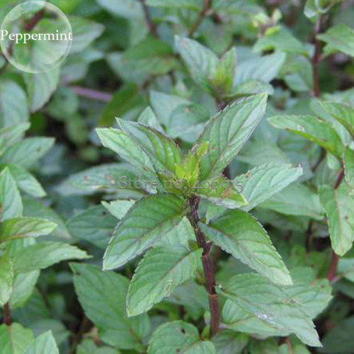 Mentha Piperata Peppermint Herb Plants, 20 seeds, classic perennial herb E3917