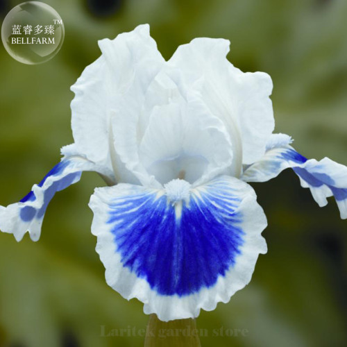 Rare 'Louis' Iris Tectorum Flower Seeds, Professional Pack, 20 Seeds, double flowers white petals with blue white outer petals