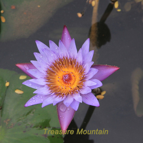 1 Professional Pack, 1 seed / pack, Purple Nymphaea Caerulea China Water Lily Pad Flower Pond Seeds  #NF170