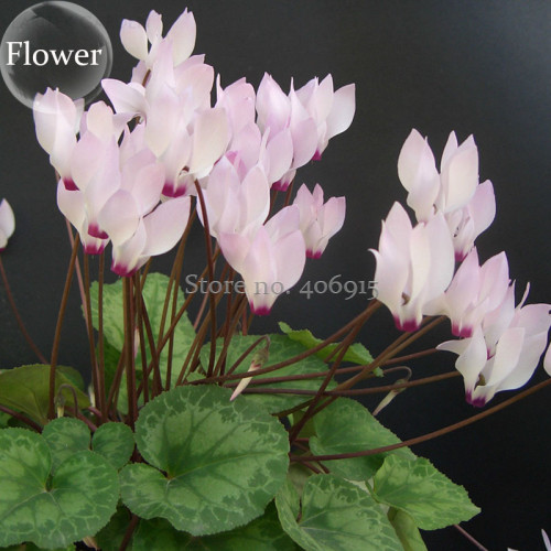 Rare Cyclamen Persicum Wild Species Pale Pink White Magenta Nose Flower, 5 Seeds, good-looking to attract butterflies  E3889
