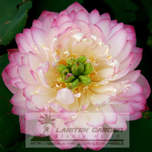 1 Professional Pack, 1 seeds / pack, Luoyang Peonies Lotus Pink Nelumbo Nucifera DIY #A00142