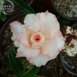 'Orange Daffodils' Adenium Desert Rose, 2 Seeds, orange and light pink white double petals E4014